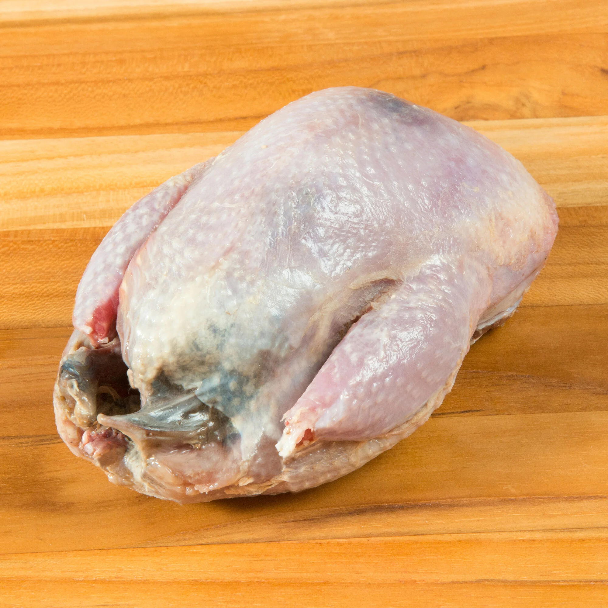 Wild Scottish Red-Legged Partridge