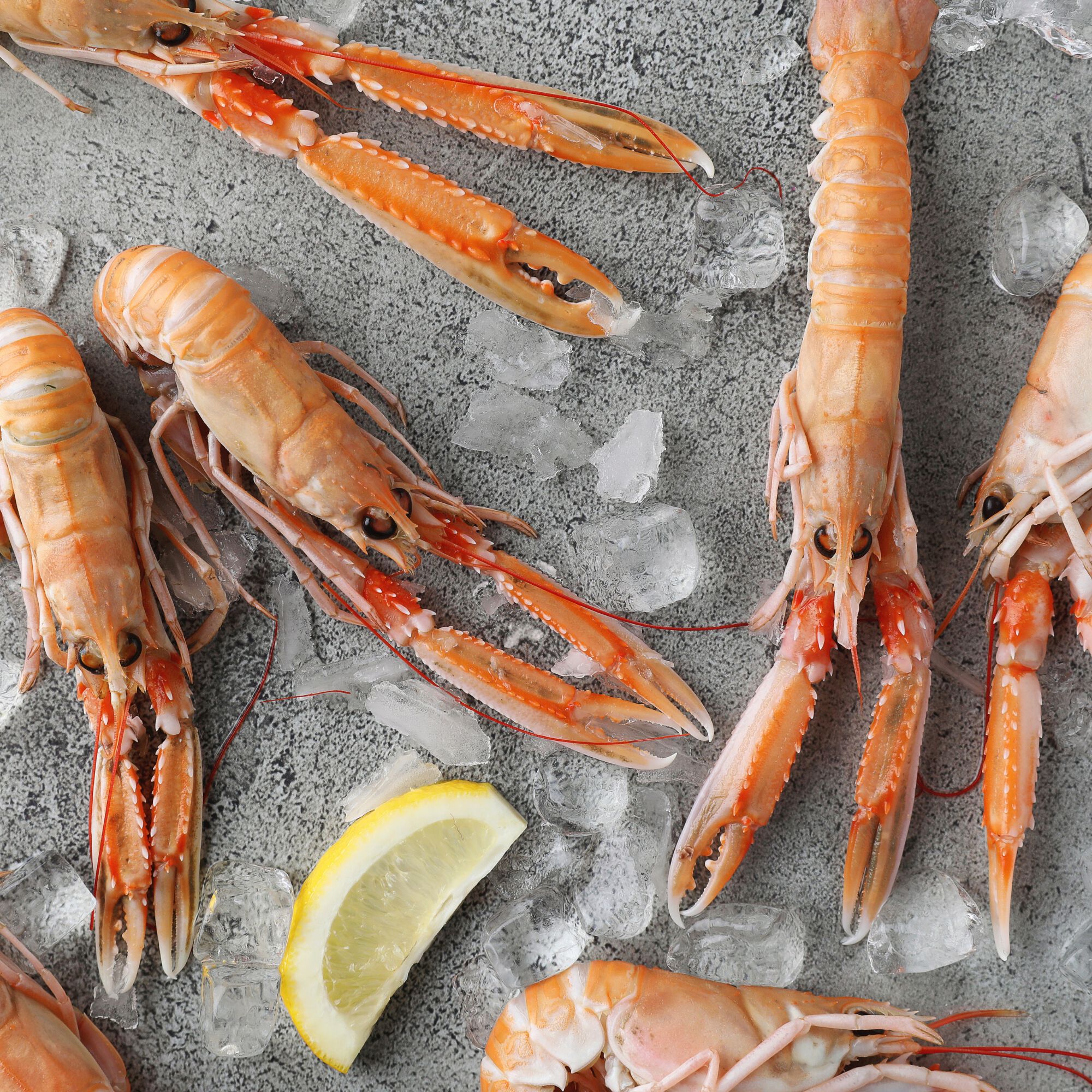 Day Boat Scottish Langoustines